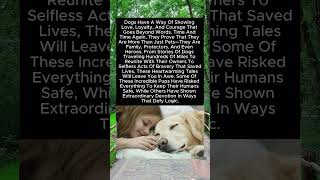 Dogs Proved Loyalty Is Stronger Than Words 