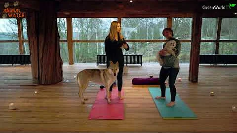 DOG YOGA WITH WOLVES