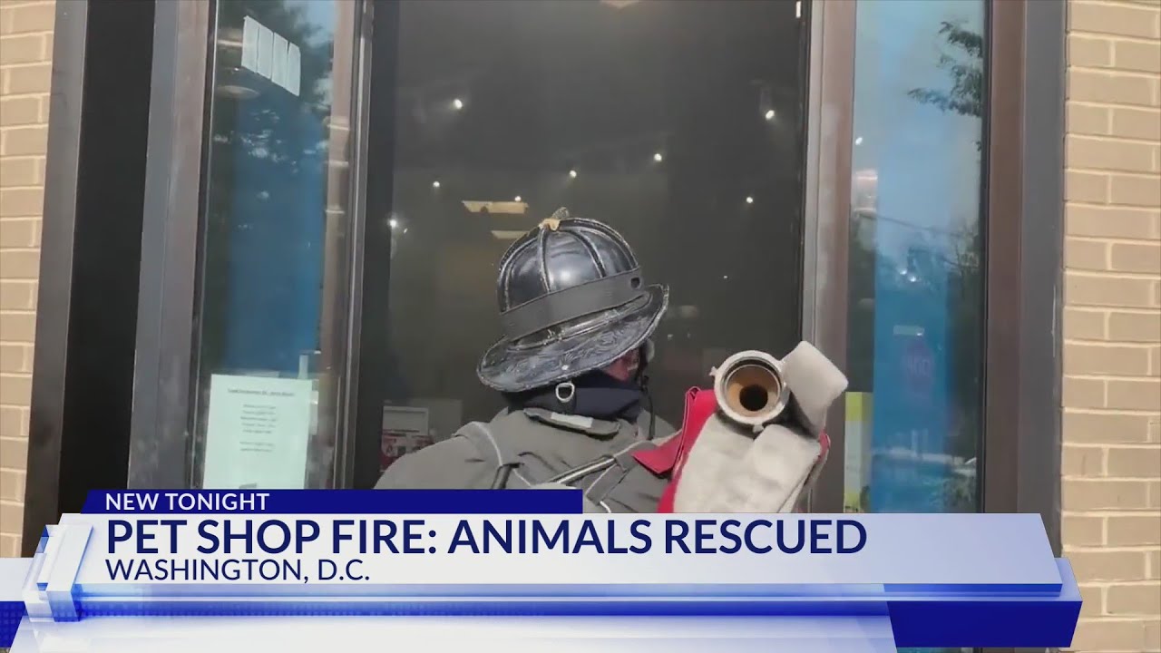All dogs rescued after fire in DC pet store - YouTube