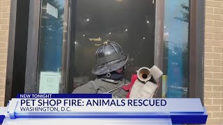 All dogs rescued after fire in DC pet store