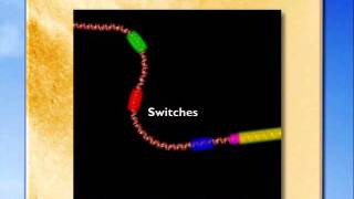 Evo-Devo: Gene Switch
