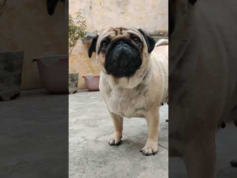 Cuteness Overload PugDog PugShorts FunnyPug CutePug PugLife PugLove DogsOfYouTube Vodafone