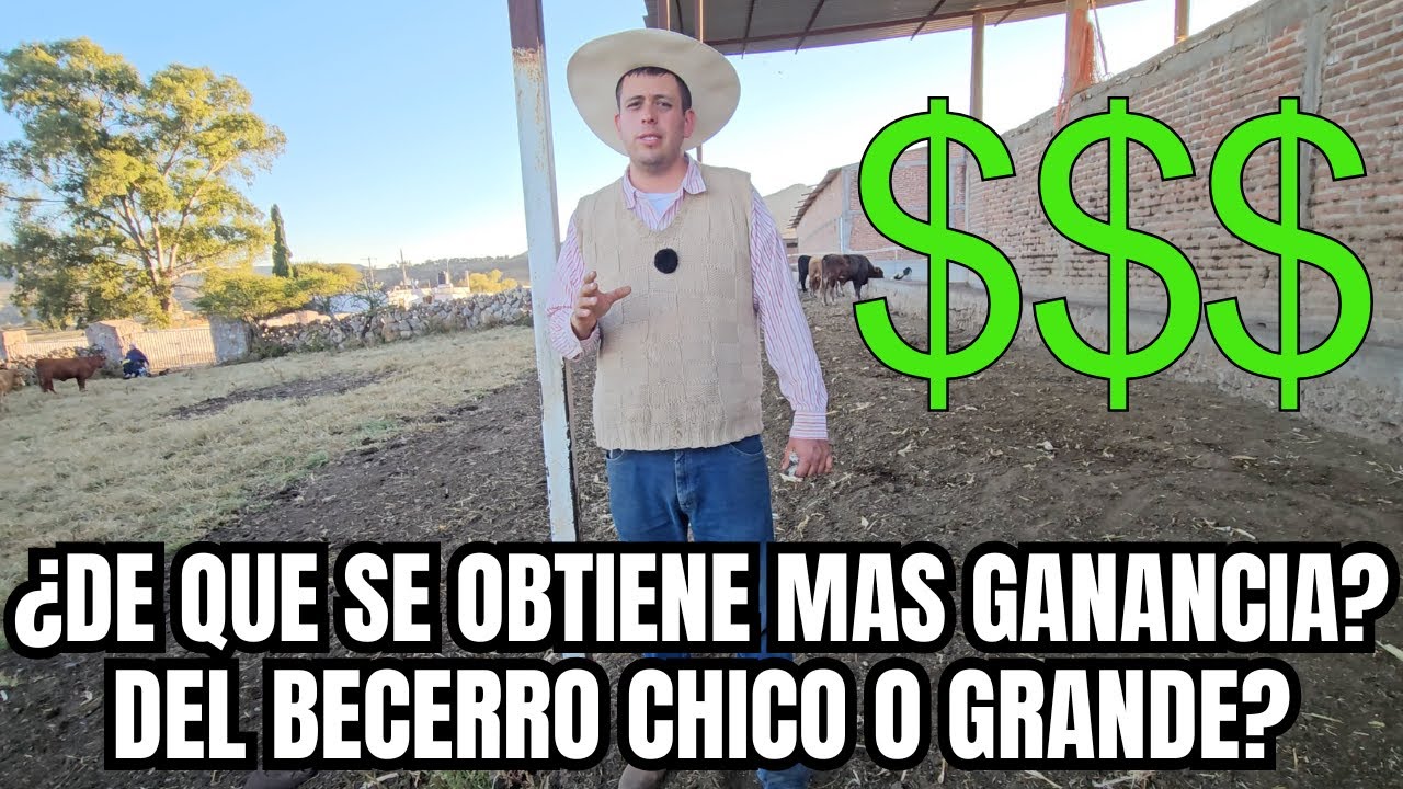 ¿De que se OBTIENE MÁS GANANCIA? | Del BECERRO CHICO o GRANDE? | RancheandoAndo