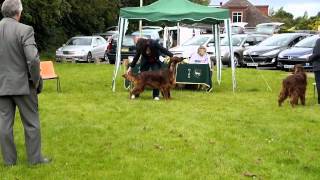 midland irish 1st July 12 by thendara show dogs 438 views 11 years ago 2 minutes, 40 seconds