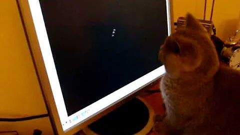 Video 11758961: british cat