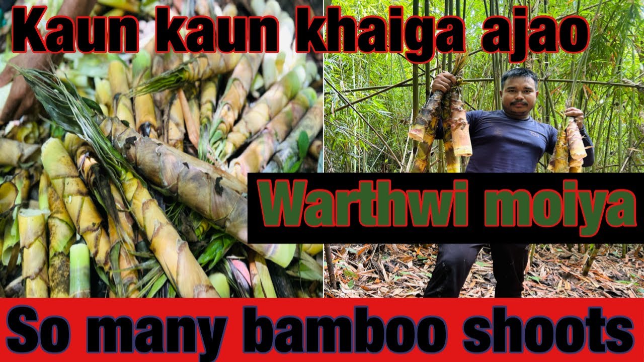 Wild bamboo shoots we collected from Mizoram jungle/Tiprasa Lifestyle Vlogs ❤️