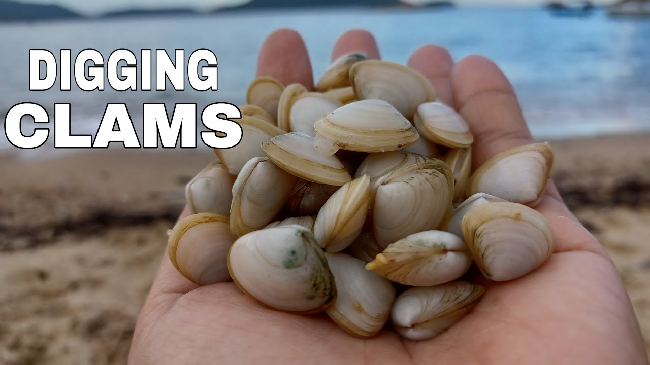 How to dig clams, how to catch clams - YouTube