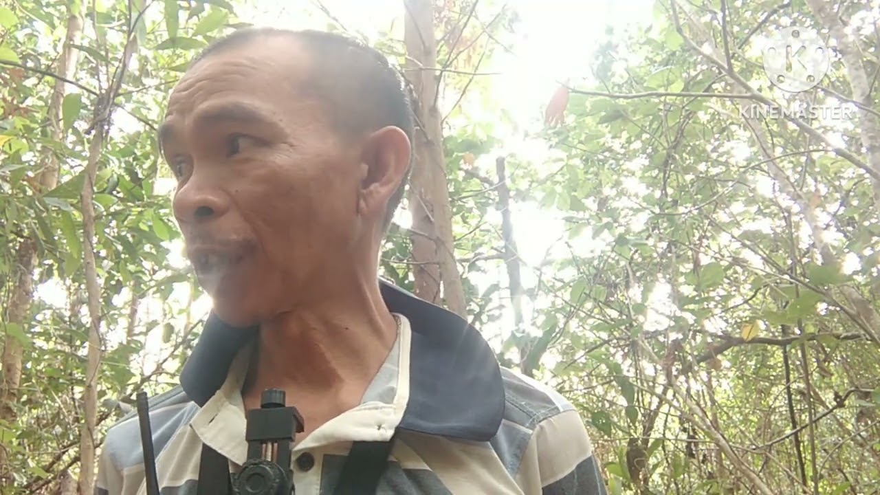 pemasangan perangkap ayam hutan😁😁