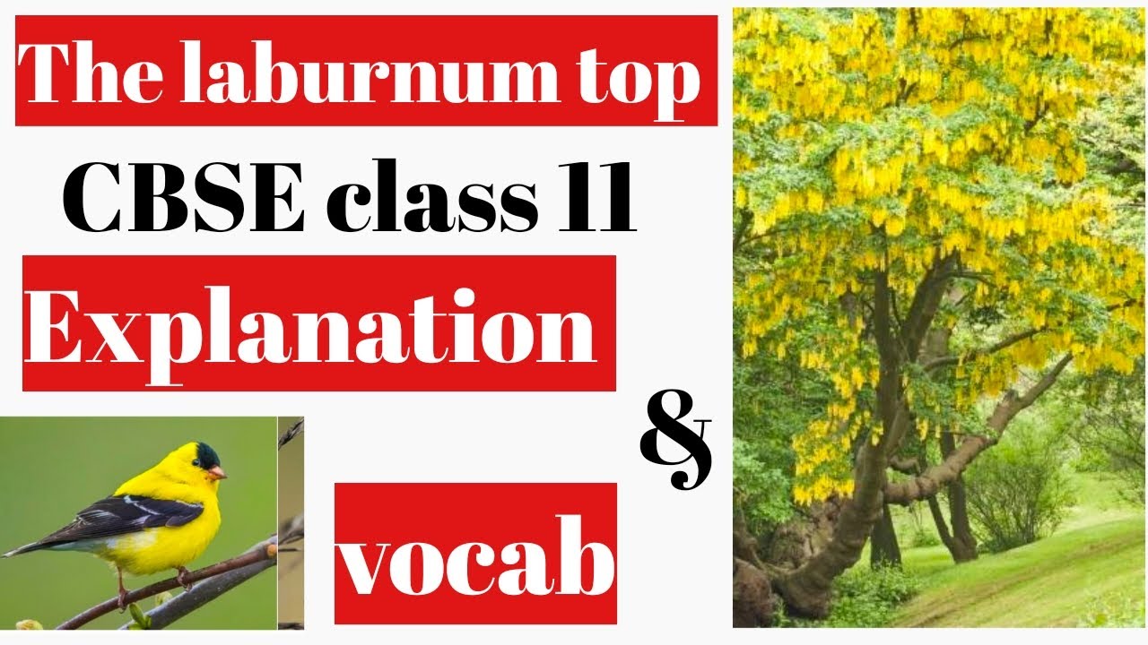 laburnum top class 11 CBSE English class 11 Complete explanation