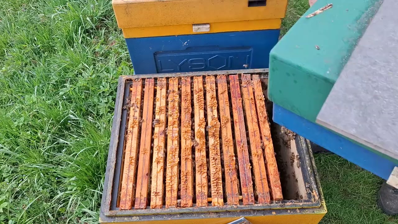 08.04.2025 Rozwój pszczół idzie pełną parą. Węza w marcu jednak odbudowana.