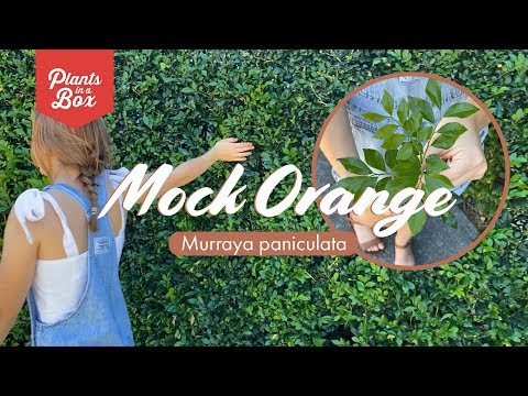 Video: Mock orange crown - garden jasmine