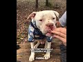 AGOSTO SE RECUPERA ❤🐾 EL PERRO RESCATADO DE LA CASA DE BARRELIER | Cadena 3 Argentina