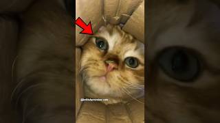 Cats Being Super Dramatic