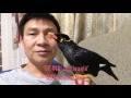 Talking Bird Hill Mynah, 鹩哥, 了哥, 開平 Kaiping, 台山Taishang, Gracula religiosa, Burung Tiong Mas