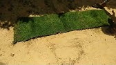 زراعة المرج الأخضر (الجازون) بالبذور والرولات بشكل واضح ومختصر - YouTube