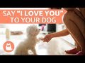 7 Ways to Tell a Dog You Love Them