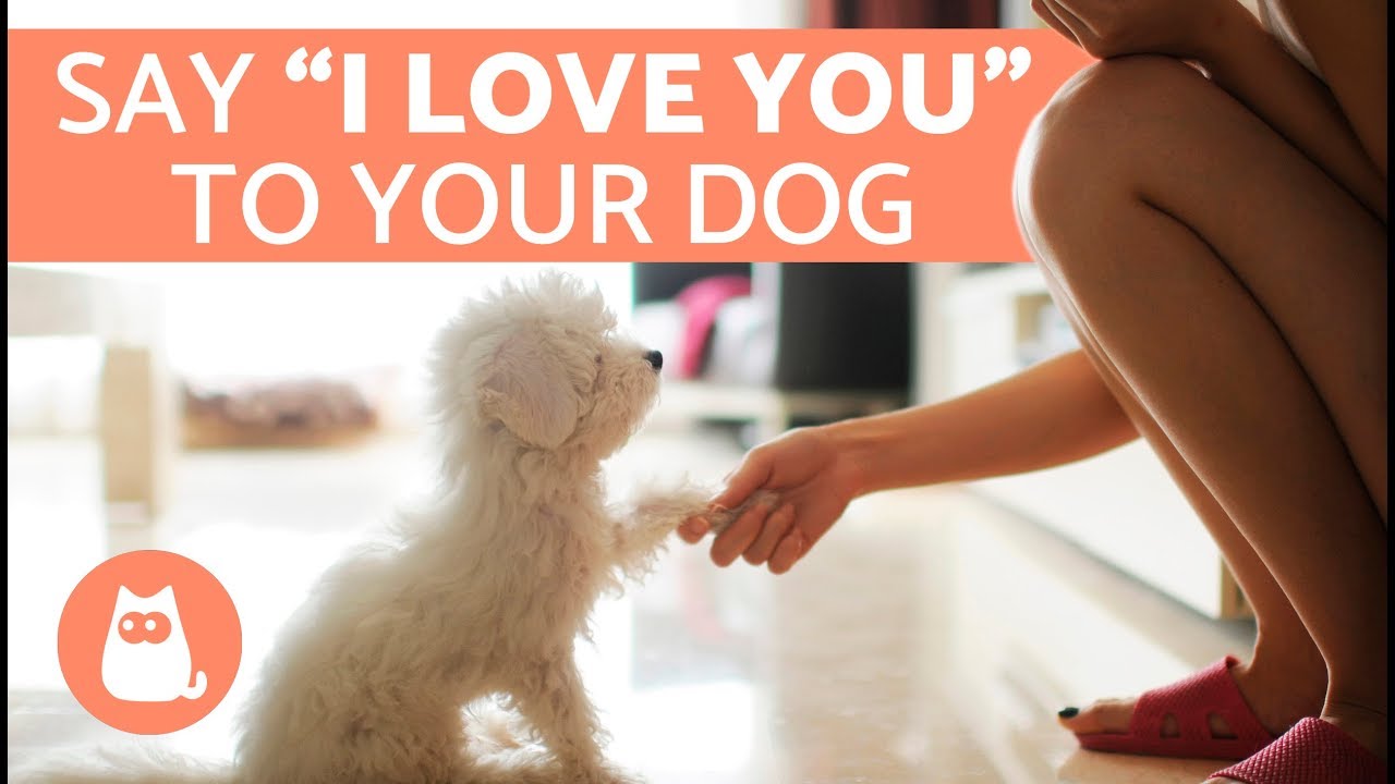7 Ways to Tell a Dog You Love Them 