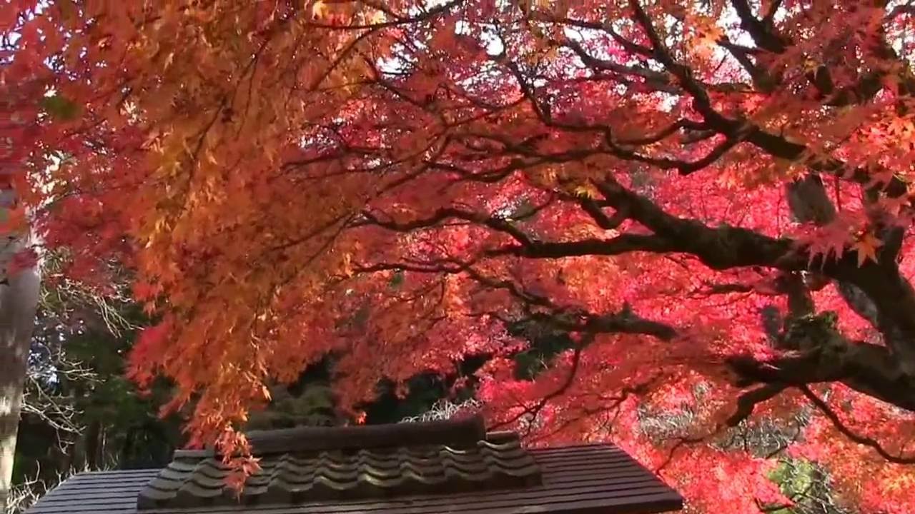 紅葉の鎌倉２０１６ 東慶寺２ Youtube