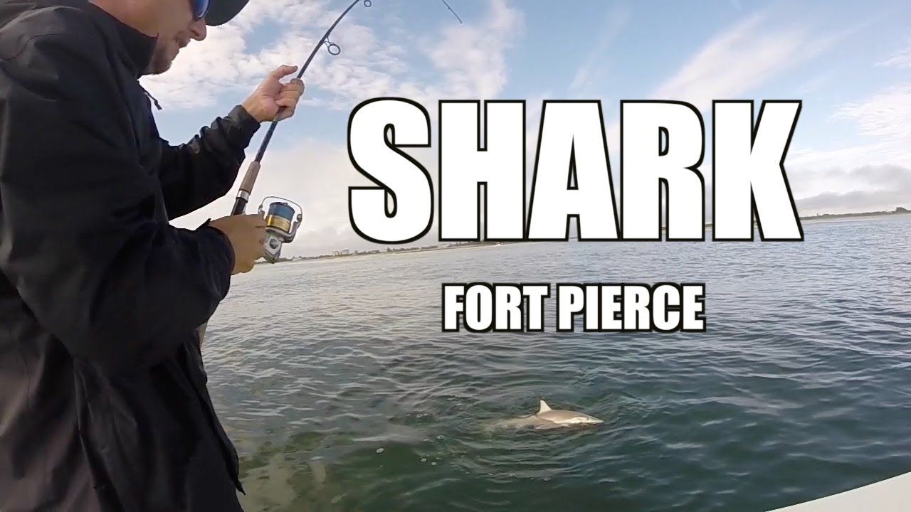 Shark On Mono Leader YouTube