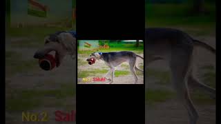 GREYHOUND Vs SALUKI DOG IN RUNNING COMPETITION#Short