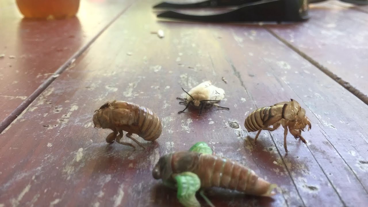 Cicada after shedding it’s skin