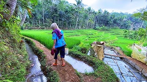 DIJAMIN BETAH😍 MENIKMATI HIDUP DI KAMPUNG YANG INDAH ALAM DESANYA, SUASANANYA ADEM, AYEM & TENTRAM