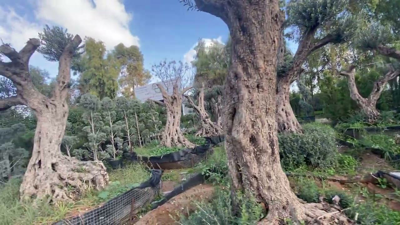 زيارة إلى مشتل الفداء في أربيل والتعرف على أصناف الزيتون الموجودة هناك