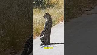 Rare Leopard Behavior Caught on Camera | The Most Patient Predator Alive #shorts
