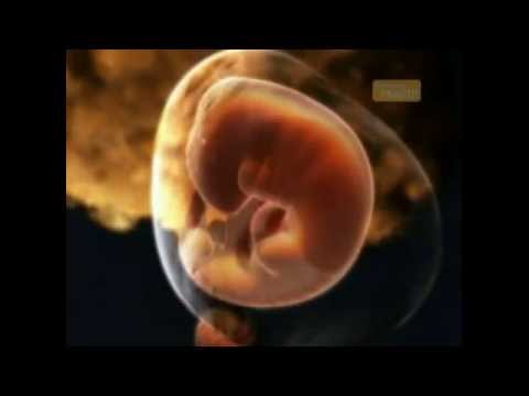 Ultimate Guide to Pregnancy Month Two