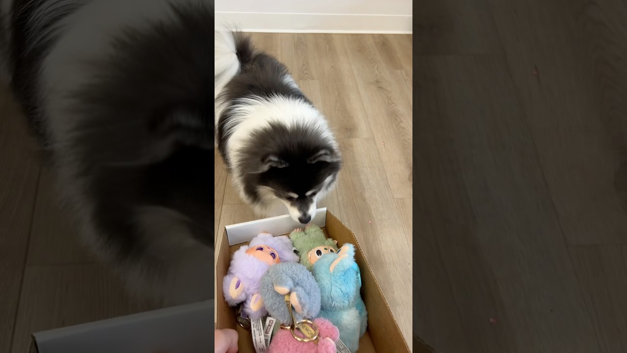 Labubu&rsquo;s for ​⁠@scout2015?! 😍 ​⁠@MrsBench