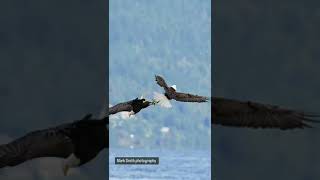 eagle fighting 🦅🦅 record by Mark Smith #short #shortvideo #eagles #fight #photography