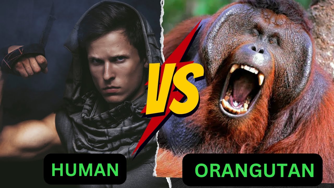 How Strong Is An Orangutan Vs A Human YouTube how-strong-is-an-orangutan-vs-a-human-youtube