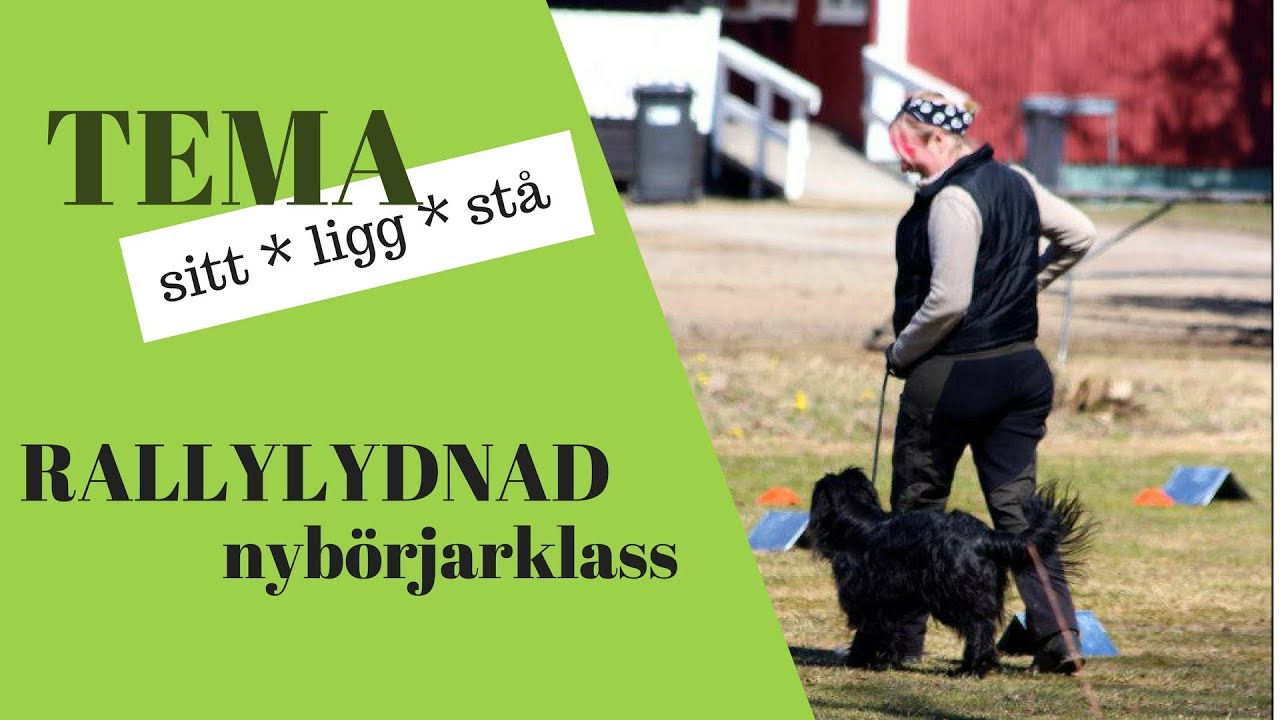 rallylydnadsskyltar Nybörjarklass Sitt,ligg,stå