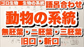 生物の進化 分類 系統など ゴロ生物 Youtube 生物の進化 分類 系統など ゴロ生物 Youtube
