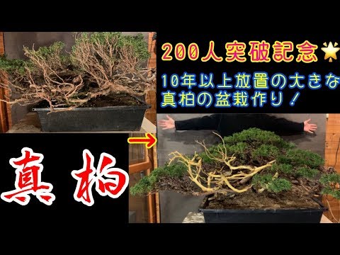 大きな真柏の盆栽作り^ - ^ボサボサに茂ってました！チャンネル登録200