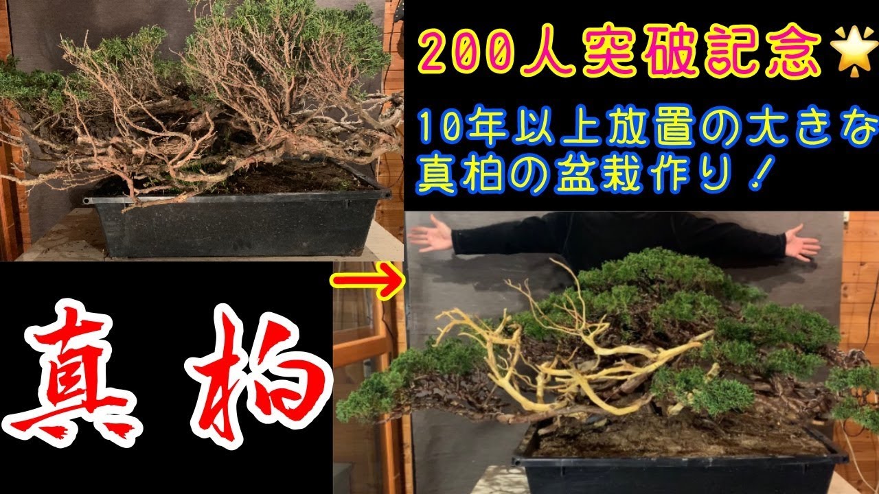 大きな真柏の盆栽作り^ - ^ボサボサに茂ってました！チャンネル登録200