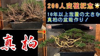 大きな真柏の盆栽作り^ - ^ボサボサに茂ってました！チャンネル登録200