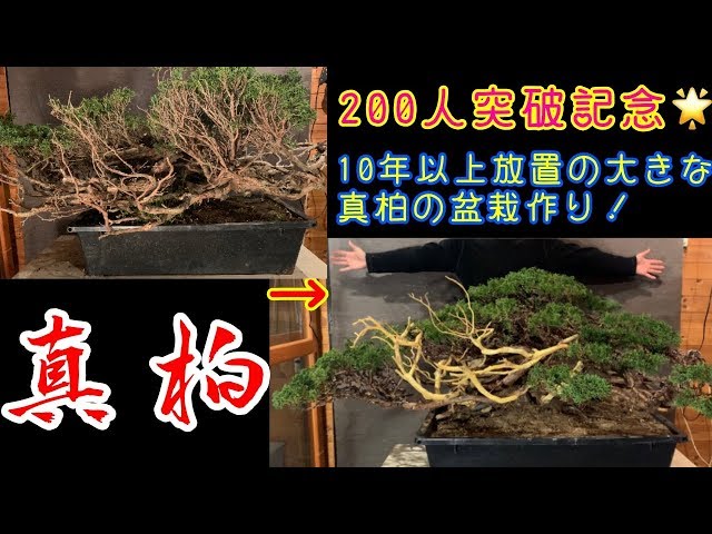 大きな真柏の盆栽作り^ - ^ボサボサに茂ってました！チャンネル登録200
