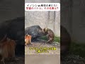 イノシシ vs 多頭の犬たち！ 緊迫のバトル、その結末は？ #自然のリアル #イノシシの強さ #犬の本能 #生存の瞬間 #野生の世界