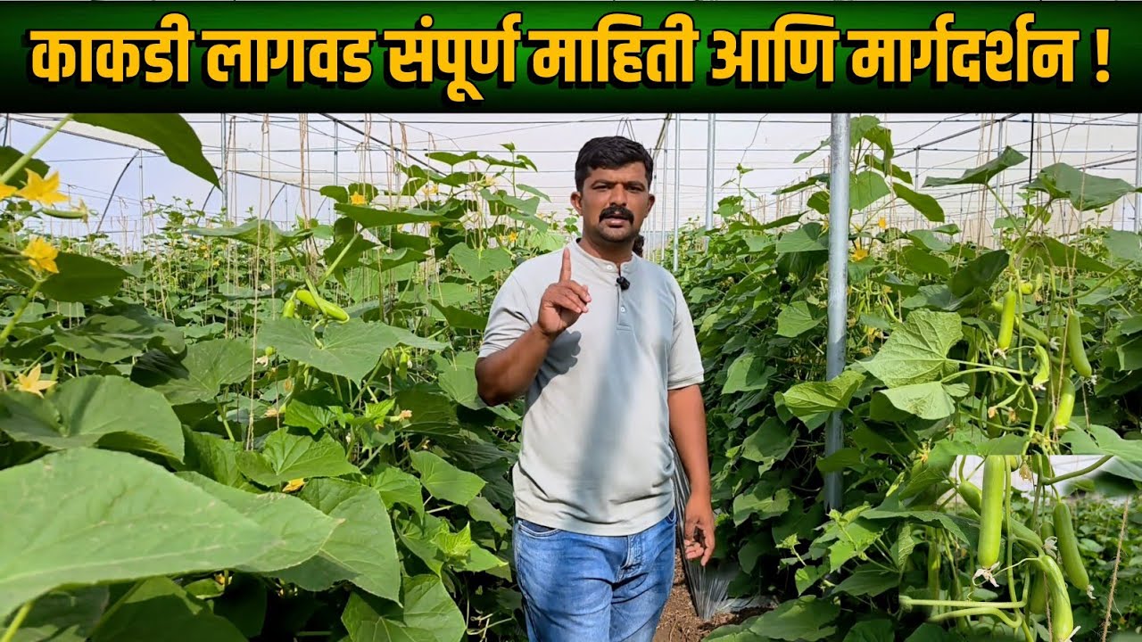 काकडी लागवड संपूर्ण माहिती आणि मार्गदर्शन 