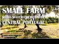 Cheap Small Farm Plenty of Water / Central Portugal / Póvoa Rio Moinhos / Castelo Branco | € 13.000