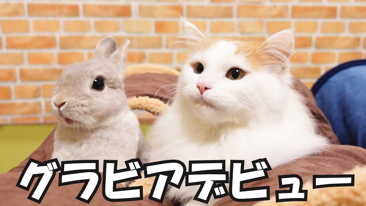 仲良すぎてとうとう雑誌に載ったうちのうさぎと猫 - YouTube