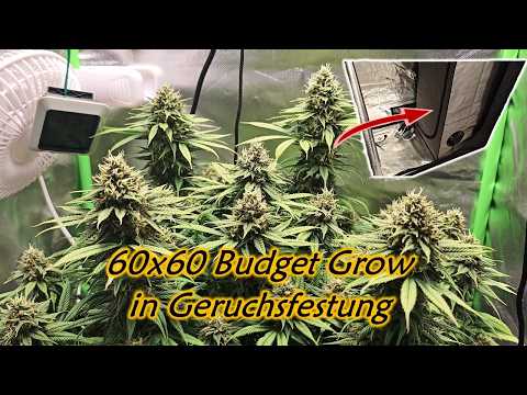 60x60 Indoor Grow | Tent-in-a-Tent | 1 Plant | Viparspectra XS1500 Pro | Green House Feeding
