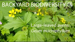 Geum Macrophyllum - Backyard Biodiversity By Linda Pj Lipsen Beaty Biodiversity Museum Ubc