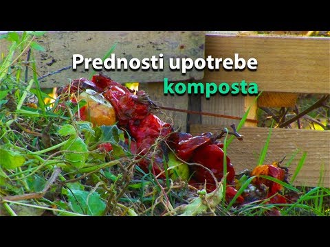 Video: Prednosti Uporabe Hidroponike