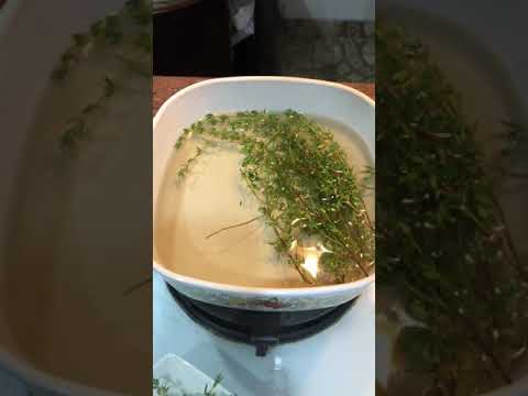 Thyme / Daun Timi Pengobatan Konvensional Utk Bantuk&Bronchitis | #patdiaryvlog31