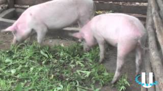 Not for Sale Uganda: CGI U 2012 Progress Report