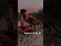 antankwadi se kaam nhi yea American bully dog #americanbully