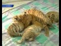 В Ялте тигрица родила шестерых тигрят