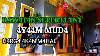 How To Care For 5 And 6 Month Old Chickens To Make It Special